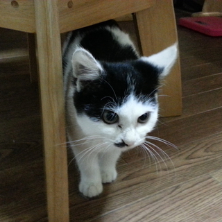 3ヶ月の猫ちゃん