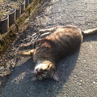 とっても優しい人慣れした猫ちゃん緊急募集します！