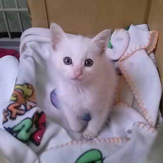 生後1か月程度のかわいい顔の雄猫です。