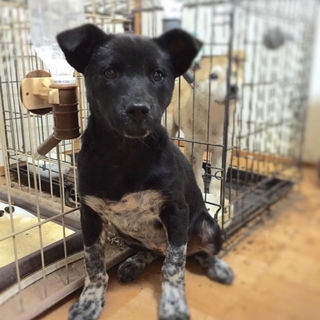 希望あり。臆病な、ヒョウ柄くつ下mix子犬の女の子