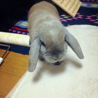 ロップイヤー「可愛いうさぎちゃん」