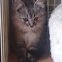 毛長・美形のおしゃれキャットです
