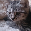 アメショー風のおちびちゃんです