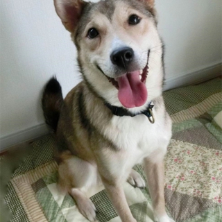 日本初プログラム卒業犬！「トモ」MIX推定1歳半