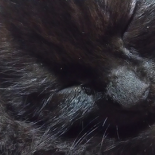 魔女の宅急便に出てくるような黒子猫