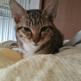 人間大好きキジニャン
