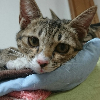 元気なキジ白ちゃん