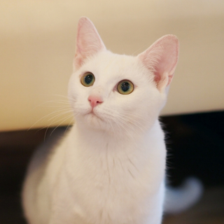 ユキちゃん（仮）の里親募集中！