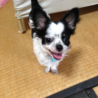チワワ 里親