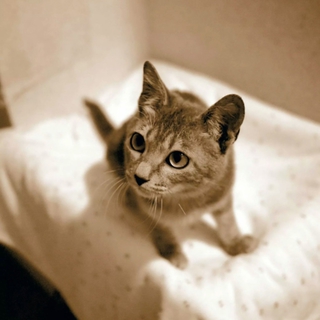 子猫にも優しいグレータビー調のガビビくん