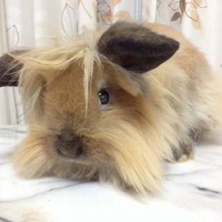 里親様を募集しております。