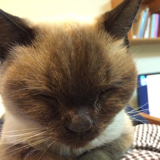 【緊急募集】ブサ可愛い雑種の猫ちゃん