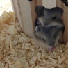 里親さん募集中 サムネイル2