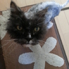 猫保護しました サムネイル2