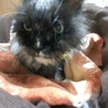 猫保護しました サムネイル3