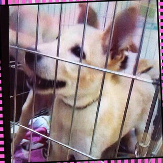 とっても人懐っこい幼犬(生後4ヶ月♂)