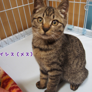 3ヶ月齢 甘えん坊のキジトラ（メス）