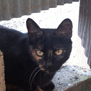 しっぽの先が白いサビ猫ちゃん☆