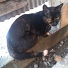 しっぽの先が白いサビ猫ちゃん☆ サムネイル2