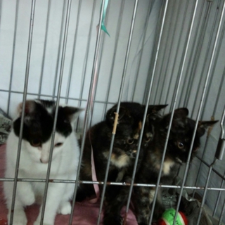 懐っこい子猫ちゃん