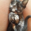 約２ヶ月の仔猫です！