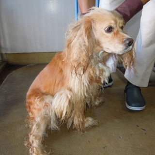 緊急！！コッカー系女の子の里親さん募集