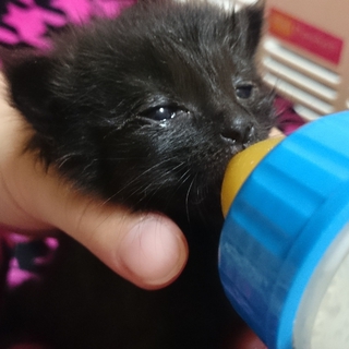 黒猫ちゃん生後３週間