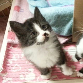 子猫の里親様募集します！