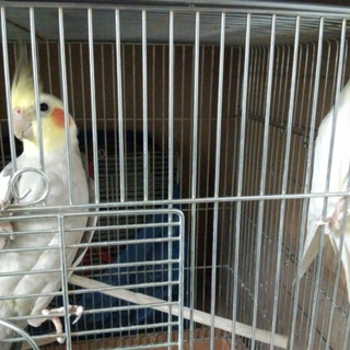 可愛いオカメ２羽です。