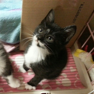 子猫の里親様を募集します！