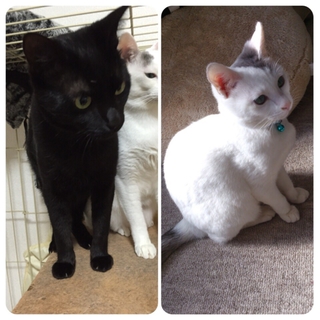 1歳猫ちゃん2匹里親募集！
