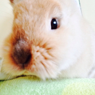 急募！モコさん。大事に飼ってくれる方へ