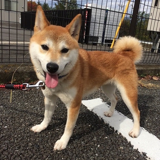 目元涼しい柴系ナギちゃん