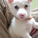 へタレ顔のユキちゃんの里親募集中