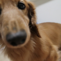 老犬ですがとても元気です！！