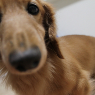 老犬ですがとても元気です！！