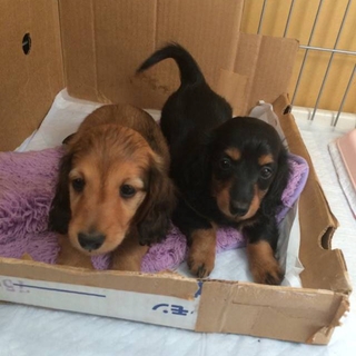 ミニチュア ダックスフンド 小型犬 千葉県が募集対象 子犬 里親募集情報 期限順 ペットのおうち 月間利用者150万人