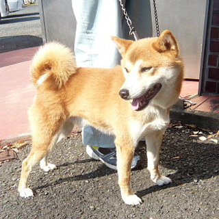 若くて元気な柴犬の男の子です（小ぶり）！！