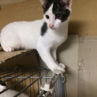 甘えん坊の子猫です