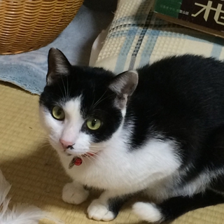 人懐こい迷い猫