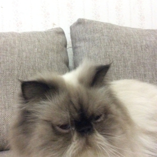 モフモフのヒマラヤンです