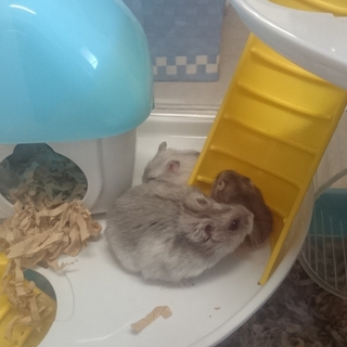 ハムスター飼ってください(^-^)