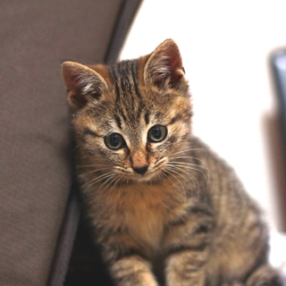 生後２ヶ月の元気いっぱい子猫、まるちゃんです
