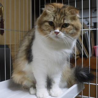 スコティッシュホールド♀三毛ママにゃん