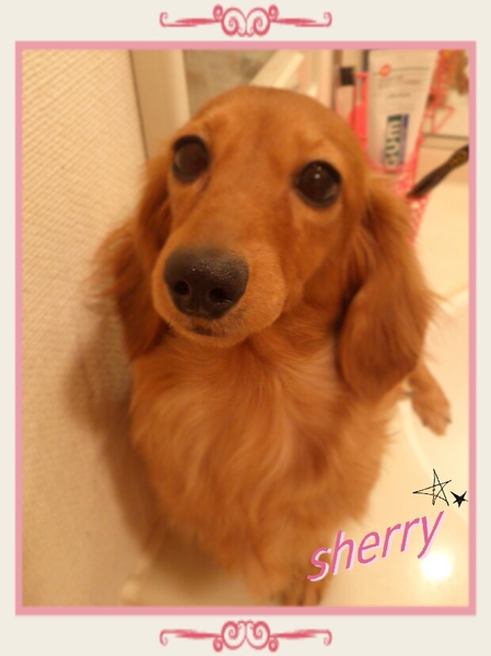 お目目くりくりﾀﾞｯｸｽちゃん 愛知県 犬の里親募集 ペットのおうち 月間利用者150万人