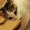 生後２ヶ月の大人しい子猫、シロちゃんです サムネイル2