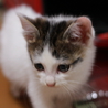 生後２ヶ月の大人しい子猫、シロちゃんです サムネイル3