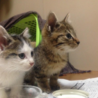 生後２ヶ月の大人しい子猫、シロちゃんです サムネイル4