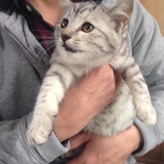 サバトラのマーシーちゃん里親募集