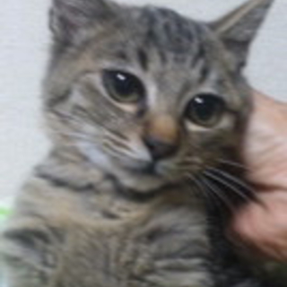 健康チェック済＊おめめくりくり男の子★２ヶ月